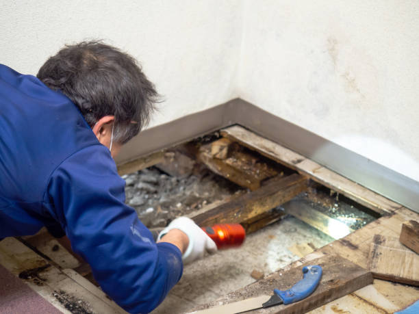 Best Residential Mold Removal  in Independence, MO