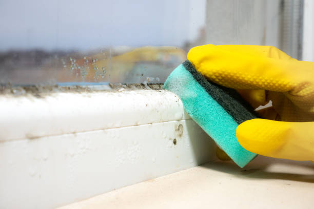 Best Mold Cleaning Services  in Independence, MO