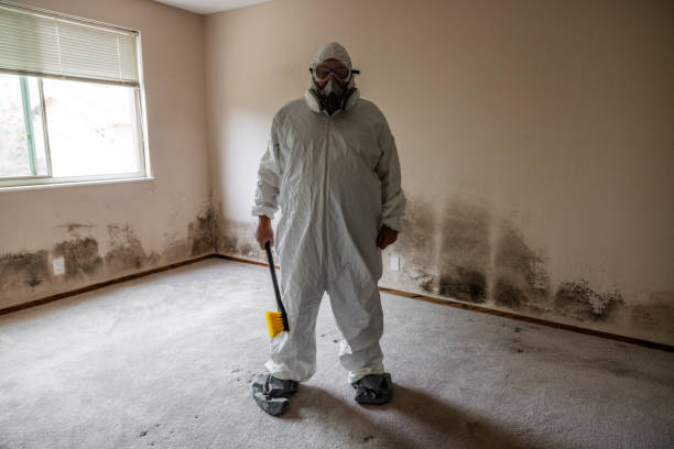 Best Attic Mold Removal  in Independence, MO