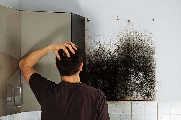 Best Black Mold Removal  in Independence, MO