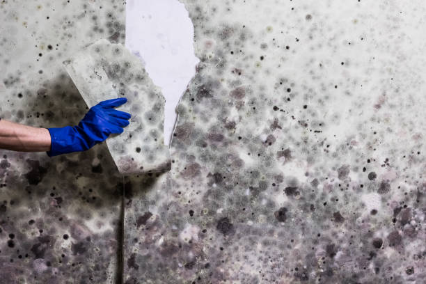 Best Crawl Space Mold Removal  in Independence, MO