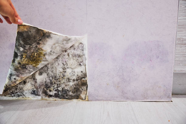 Best Black Mold Removal  in Independence, MO